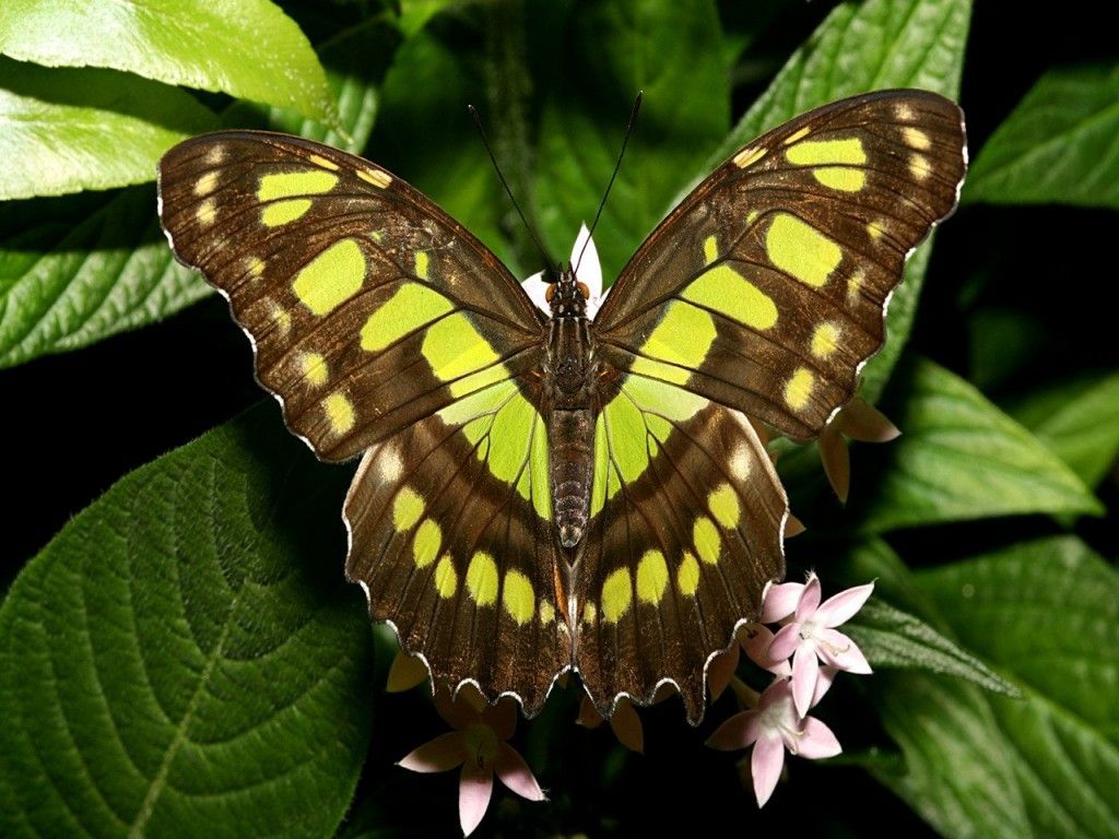 Mariposas mas bonitas del mundo