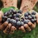 organic-grapes-in-mud-5-reasons-to-try-organic-wine-by-healthista.com