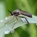 Asilidae Diotctria rufipes by Ian Andrews