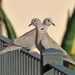 birds-turtledoves-eurasian-collared-dove-couple-preview