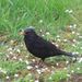 blackbird sq