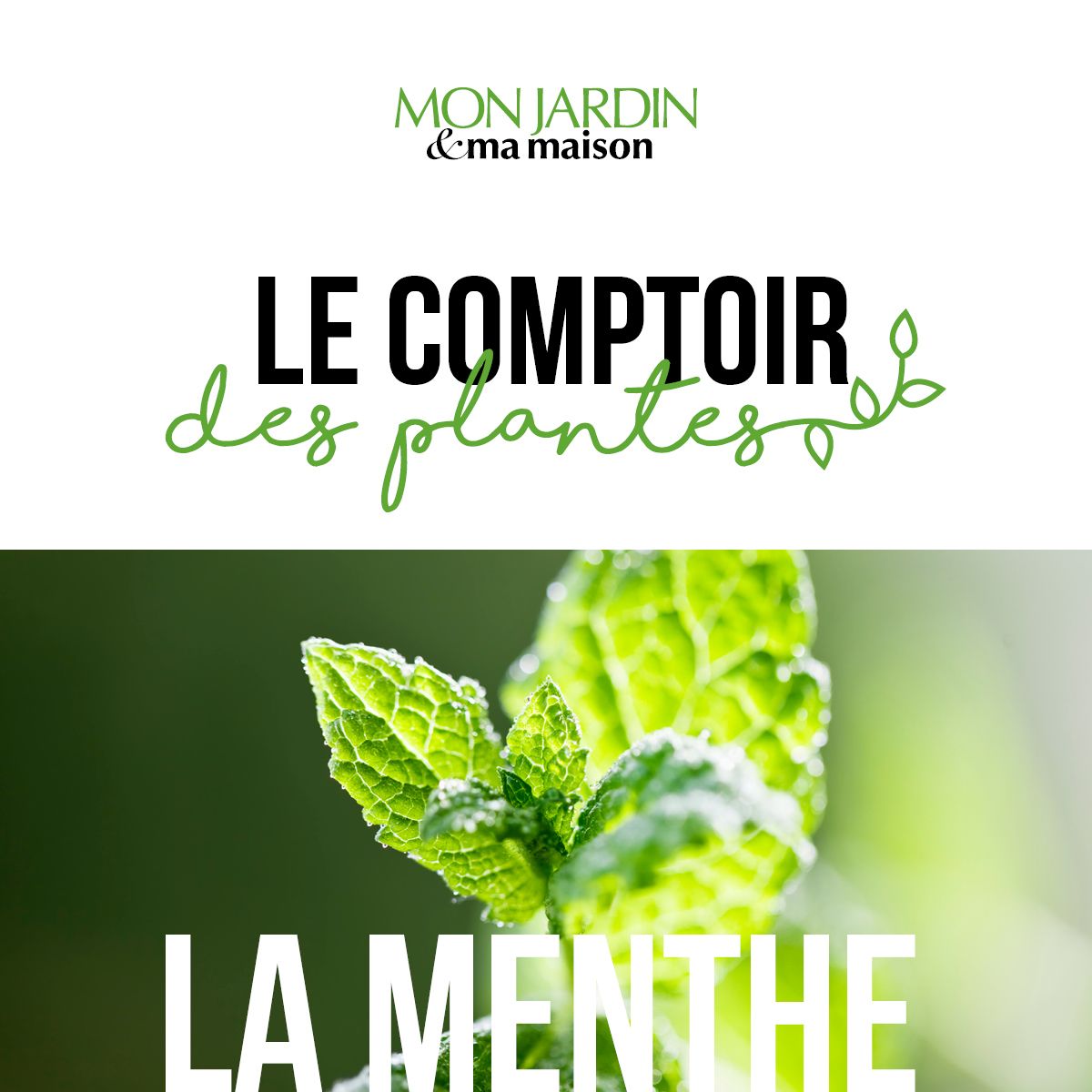 3: La Menthe