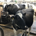 dairy cows in cow shed 1545x1521