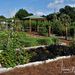 Vegetable and Fruit Gardens-1