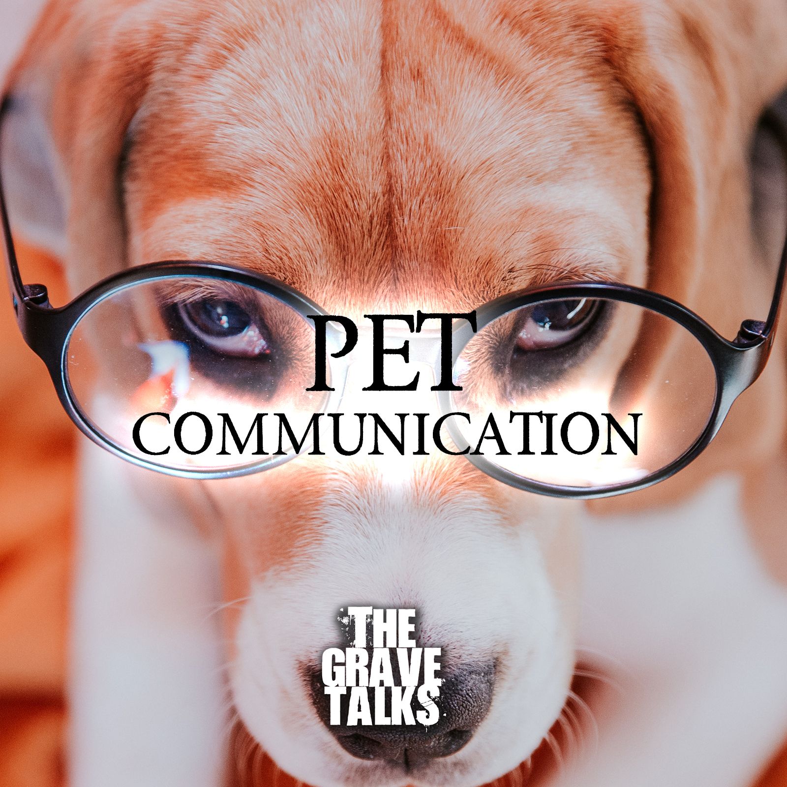 Pet Communication | A Conversation With Carrie Kenady