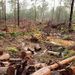 logging picture
