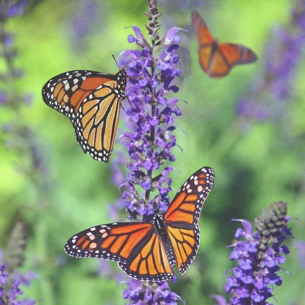 Butterflies for Sadness Overwhelm or Upset